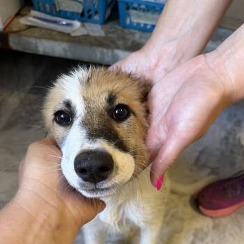 Lucy -  Mixed Breed Dog for Adoption in Summerlee, West Virginia - Lucy | PetCurious