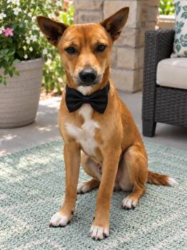 Pumkin Muffin -  Shiba Inu Dog for Adoption in Crosby, Texas - Pumkin Muffin | PetCurious