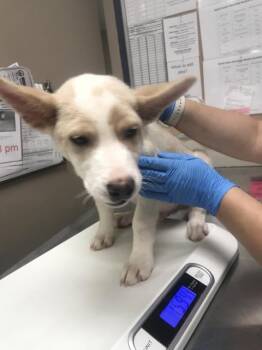 A429026 -  Australian Shepherd and Mixed Breed Dog for Adoption in Conroe, Texas - A429026 | PetCurious
