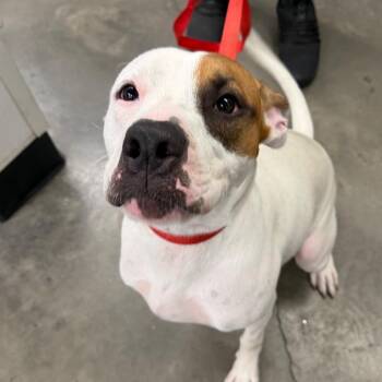 Chuckie -  Terrier Dog for Adoption in Tampa, Florida - Chuckie | PetCurious