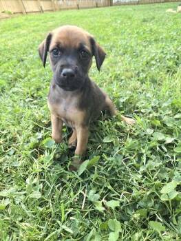 Mixed Breed Dogs Available for Adoption in Milton, Delaware - Alibi | PetCurious
