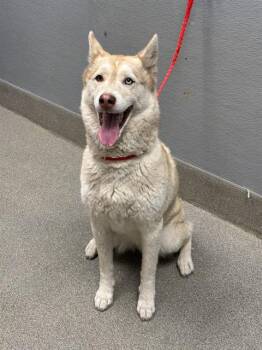 LEA -  Siberian Husky Dog for Adoption in Las Vegas, Nevada - LEA | PetCurious
