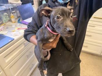 Rescue Mixed Breed Dogs for Adoption in West Chester, Pennsylvania - Midnight | PetCurious