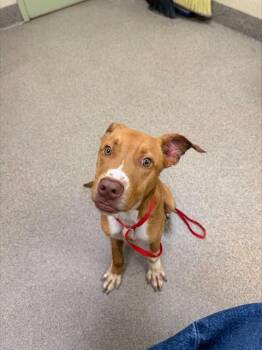 DAVEY -  Pit Bull Terrier Dog for Adoption in Fort Myers, Florida - DAVEY | PetCurious