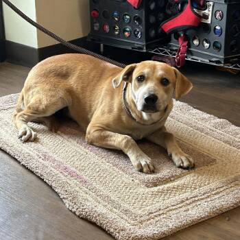 Sandy -  Labrador Retriever and Mixed Breed Dog for Adoption in League City, Texas - Sandy | PetCurious