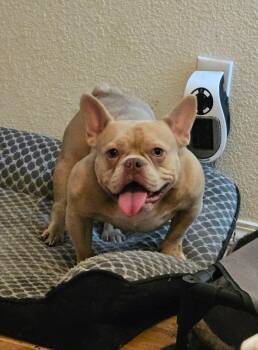 Wanda -  French Bulldog Dog for Adoption in Shorewood, Illinois - Wanda | PetCurious