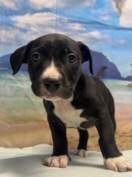 Cordelia -  Basset Hound and Mixed Breed Dog for Adoption in San Antonio, Texas - Cordelia | PetCurious