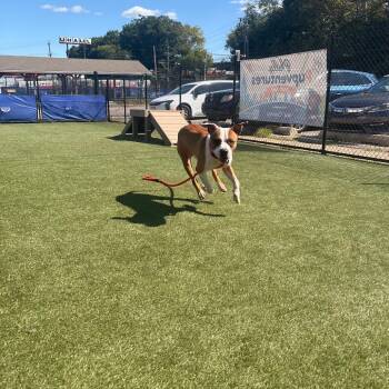Derek -  Pit Bull Terrier Dog for Adoption in Philadelphia, Pennsylvania - Derek | PetCurious