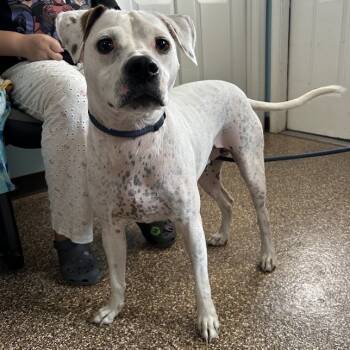 Rescue Terrier and Dalmatian Dogs for Adoption in Lyndhurst, Virginia - "Bow-Wowzer/Chevy" | PetCurious