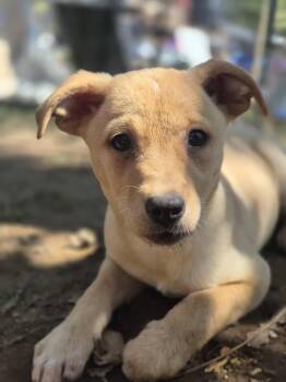 Rescue Retriever Dogs for Adoption in Dover, Arkansas - Lena | PetCurious