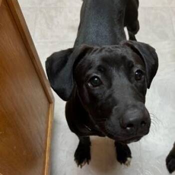 Chimi -  Black Labrador Retriever Dog for Adoption in Monticello, Minnesota - Chimi | PetCurious