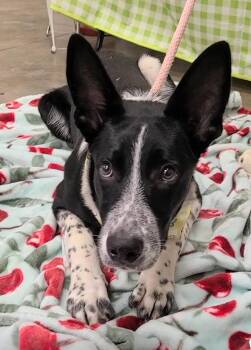 Alfonso -  Australian Cattle Dog Blue Heeler Dog for Adoption in Lakewood Ranch, Florida - Alfonso | PetCurious