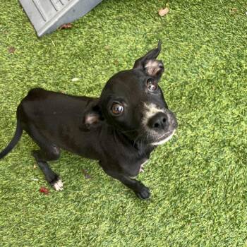 Rescue Chihuahua and Terrier Dogs for Adoption in Quakertown, Pennsylvania - Kimmie | PetCurious
