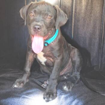 Pumbaa -  American Bully and Cane Corso Dog for Adoption in Madisonville, Texas - Pumbaa | PetCurious