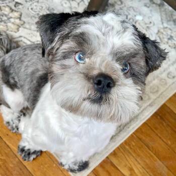 Shih Tzu Dogs Available for Adoption - Skye | PetCurious