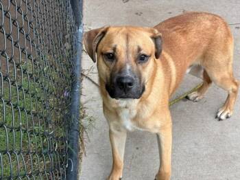 SHUG -  German Shepherd Dog and Mixed Breed Dog for Adoption in Tulsa, Oklahoma - SHUG | PetCurious