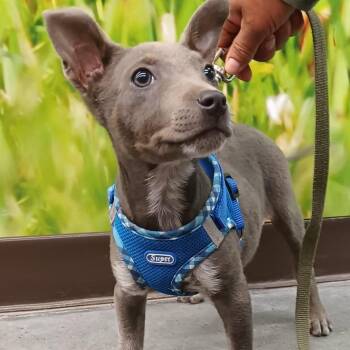 American Staffordshire Terrier Dogs Available for Adoption in Santa Ana, California - Napoleon | PetCurious