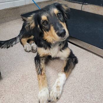 Rescue Australian Shepherd and Mixed Breed Dogs for Adoption in Ardmore, Oklahoma - Auggie | PetCurious