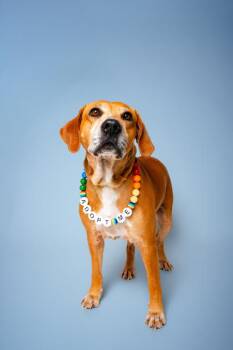 Granny Gatewood -  Mixed Breed Dog for Adoption in Sevierville, Tennessee - Granny Gatewood | PetCurious