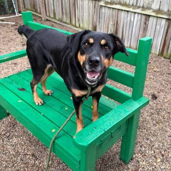 Valentina -  Rottweiler Dog for Adoption in Dayton, Ohio - Valentina | PetCurious