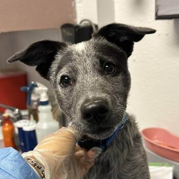Gargoyle -  Australian Cattle Dog Blue Heeler Dog for Adoption in Taos, New Mexico - Gargoyle | PetCurious