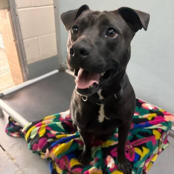 Mixed Breed Dogs Available for Adoption in Middleburg, Florida - Elenore 28473 | PetCurious