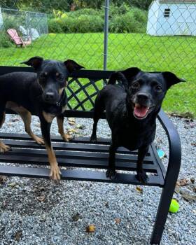 Rescue Chihuahua Dogs for Adoption in Westbrook, Connecticut - Timber-lynn And Bambi | PetCurious