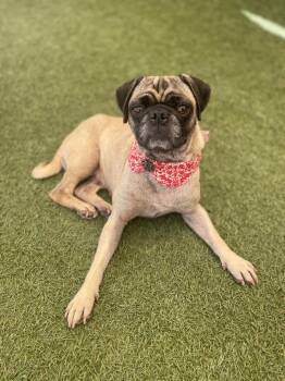 Fifer -  Pug Dog for Adoption in Gardena, California - Fifer | PetCurious