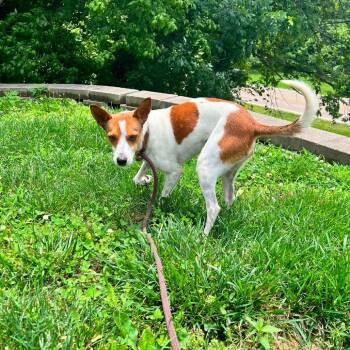 Baconpancake -  Mixed Breed Dog for Adoption in Edwardsville, Illinois - Baconpancake | PetCurious