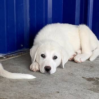 Great Pyrenees and Anatolian Shepherd Dogs Available for Adoption in Hartford, Kentucky - Flint | PetCurious