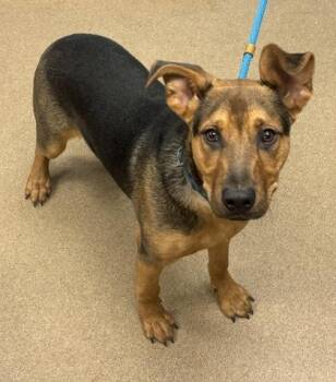 Crawford -  Mixed Breed Dog for Adoption in Chamblee, Georgia - Crawford | PetCurious