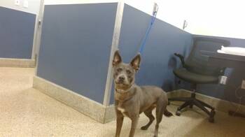 Rescue Klee Kai and Mixed Breed Dogs for Adoption in Doral, Florida - LILO | PetCurious