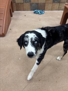 Australian Shepherd and Mixed Breed Dogs Available for Adoption in Fort Collins, Colorado - Ozzie | PetCurious