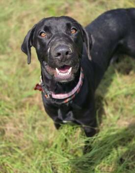 DiSalvatore / Forest -  Labrador Retriever and Mixed Breed Dog for Adoption in Broomfield, Colorado - DiSalvatore / Forest | PetCurious