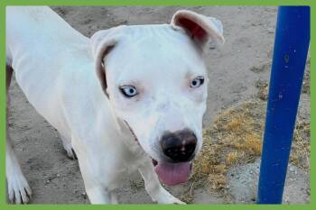 LaCroix -  Pit Bull Terrier and American Bulldog Dog for Adoption in Amherst, Massachusetts - LaCroix | PetCurious