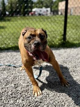 Pharoah -  Mixed Breed Dog for Adoption in Cincinnati, Ohio - Pharoah | PetCurious