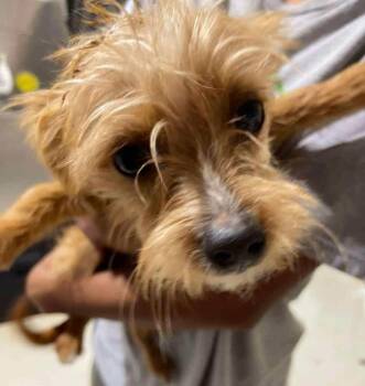 Rescue Chihuahua Dogs for Adoption in Uxbridge, Massachusetts - Taquito | PetCurious