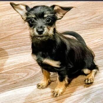 Lady -  Yorkshire Terrier and Mixed Breed Dog for Adoption in Corpus Christi, Texas - Lady | PetCurious