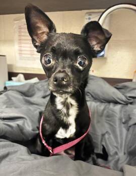 Mixed Breed Dogs Available for Adoption in Nashville, Tennessee - Ed | PetCurious