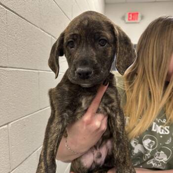 Mixed Breed Dogs Available for Adoption - Titan | PetCurious