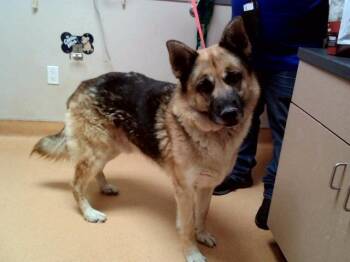 German Shepherd Dog Dogs Available for Adoption in Martinez, California - DYLAN | PetCurious
