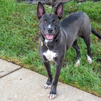 SLATE -  Australian Cattle Dog Blue Heeler and Mixed Breed Dog for Adoption in St. Louis, Missouri - SLATE | PetCurious