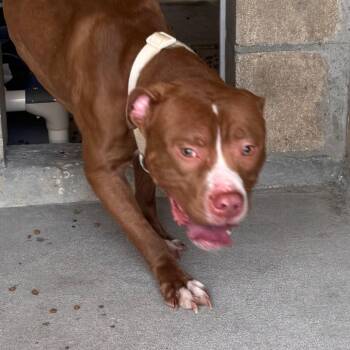 Terrier and Boxer Dogs Available for Adoption in Clearwater, Florida - Bubba | PetCurious