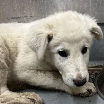 COLUMBIA -  Great Pyrenees and Mixed Breed Dog for Adoption in Richmond, California - COLUMBIA | PetCurious