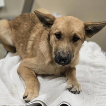 Mixed Breed Dogs Available for Adoption in Wickenburg, Arizona - Wilma | PetCurious