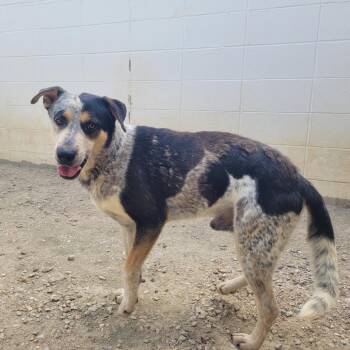 Pongo 1412 -  Cattle Dog and Mixed Breed Dog for Adoption in Loxahatchee Groves, Florida - Pongo 1412 | PetCurious