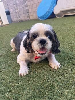 Shih Tzu Dogs Available for Adoption - Eugene | PetCurious