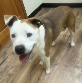 Labrador Retriever and American Bulldog Dogs Available for Adoption - Eller | PetCurious