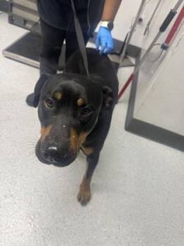 Rottweiler Dogs Available for Adoption in Oakland, California - Pendleton | PetCurious