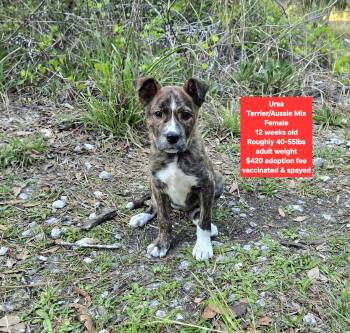 Terrier and Australian Shepherd Dogs Available for Adoption - Ursa | PetCurious